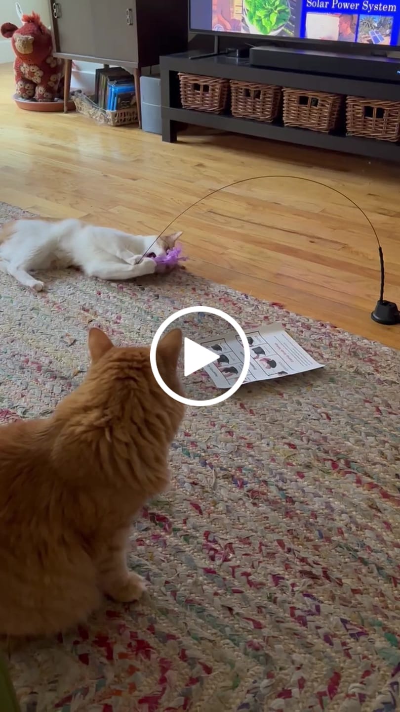 Customer video review of Interactive Bird Simulation Cat Toy Set