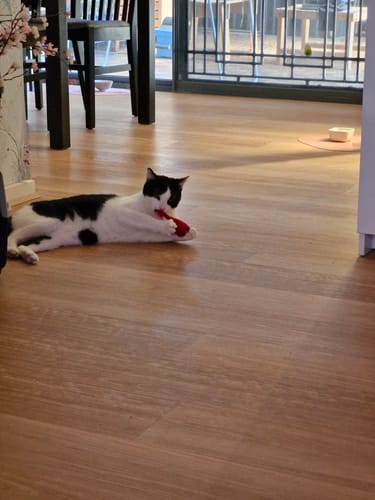 Customer photo review of Christmas Mice Toy for Cats - Green and Red