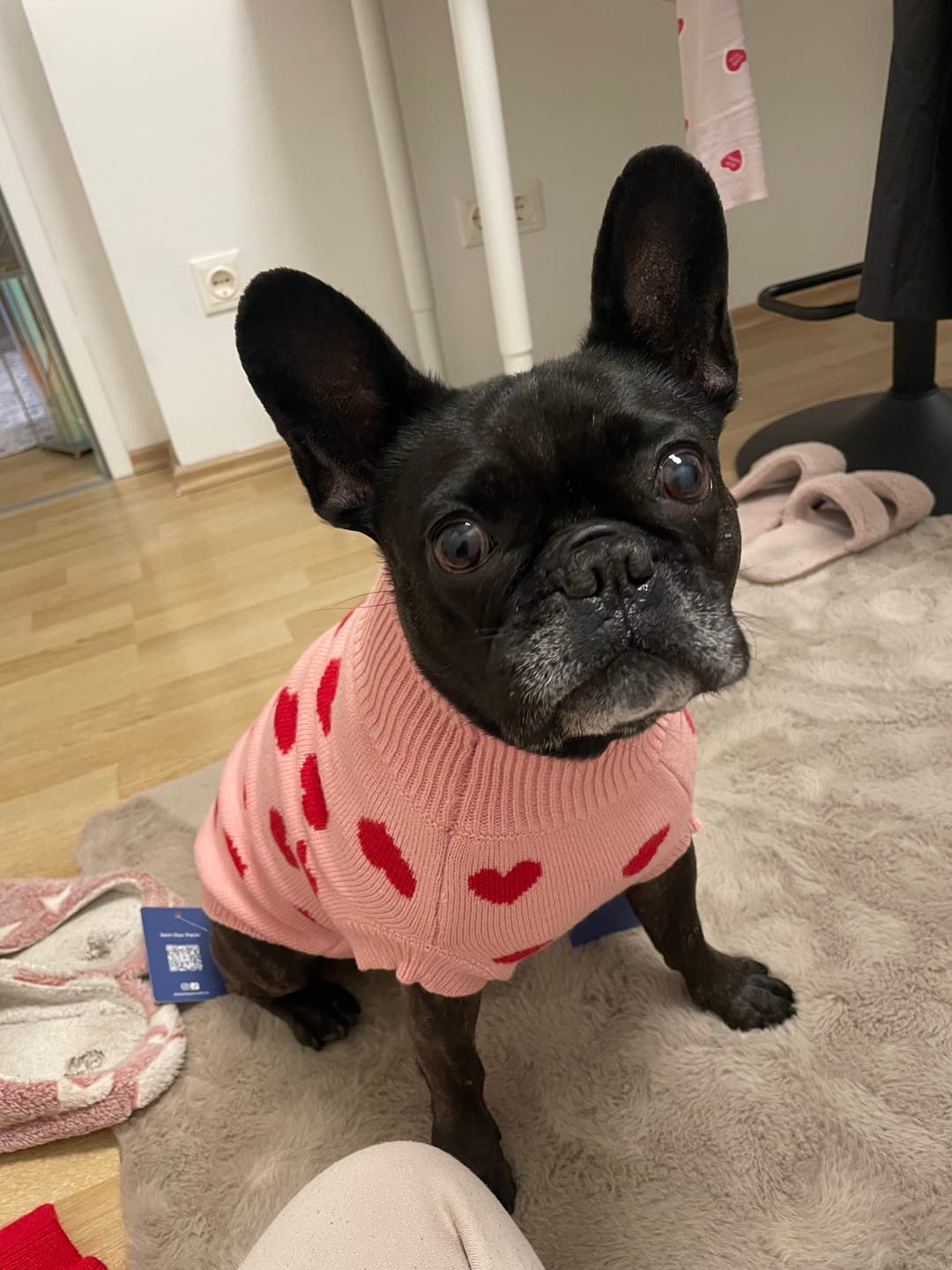 Customer photo review of Hearts Knit Dog Sweater