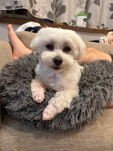 Customer photo review of FunFunPet 高機能ハーネス（お名前タグ作成サービス付き）