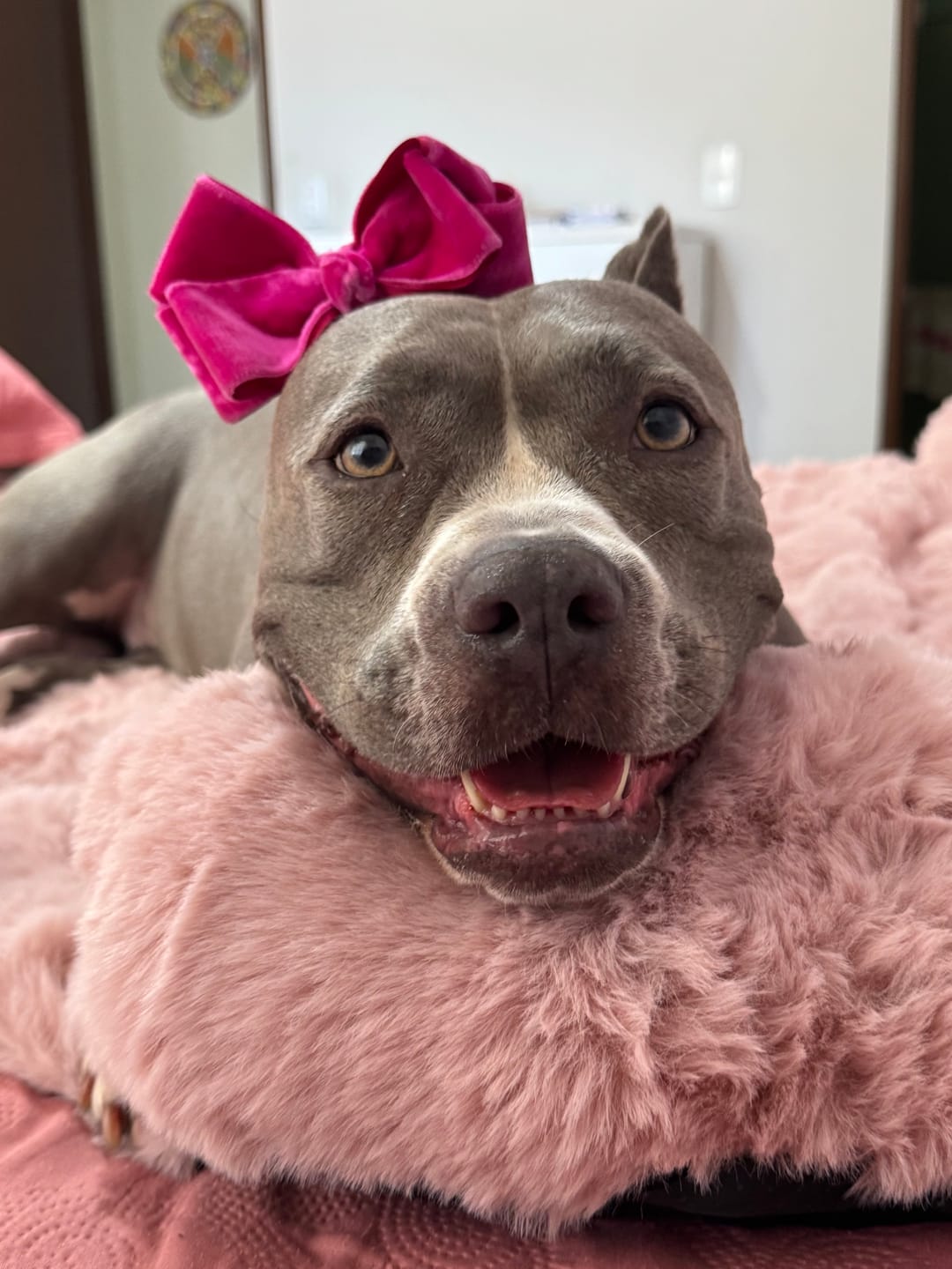 Customer photo review of Calming Fluffy Couch Cover Dog Beds