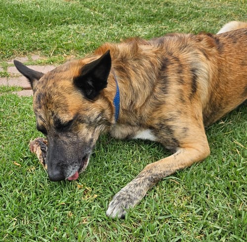 Customer photo review of Beef Trachea Chews