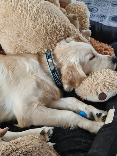 Gros plan du chien d'un client qui dort, portant son confortable collier tressé.