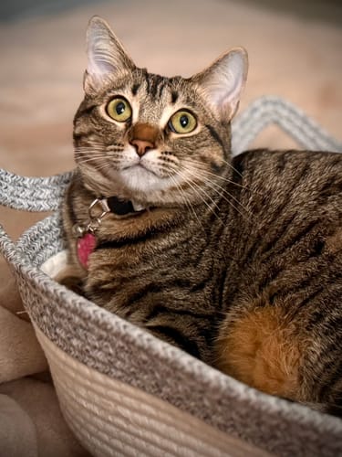 Customer photo review of Instinct Basket | Handwoven & Chemical-Free Cat Territory