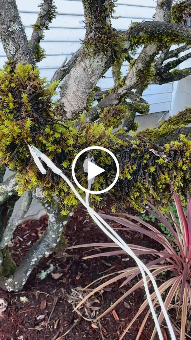 Customer video review of PlantWave