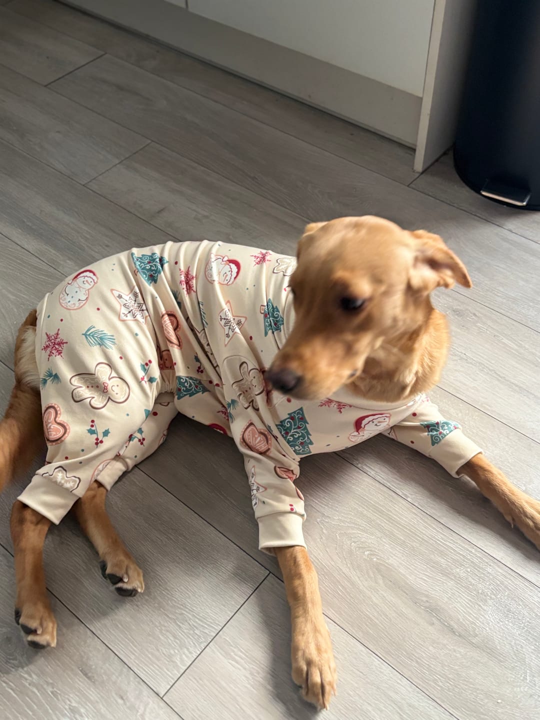 Customer photo review of Dog Christmas Pajama - Frosty Night