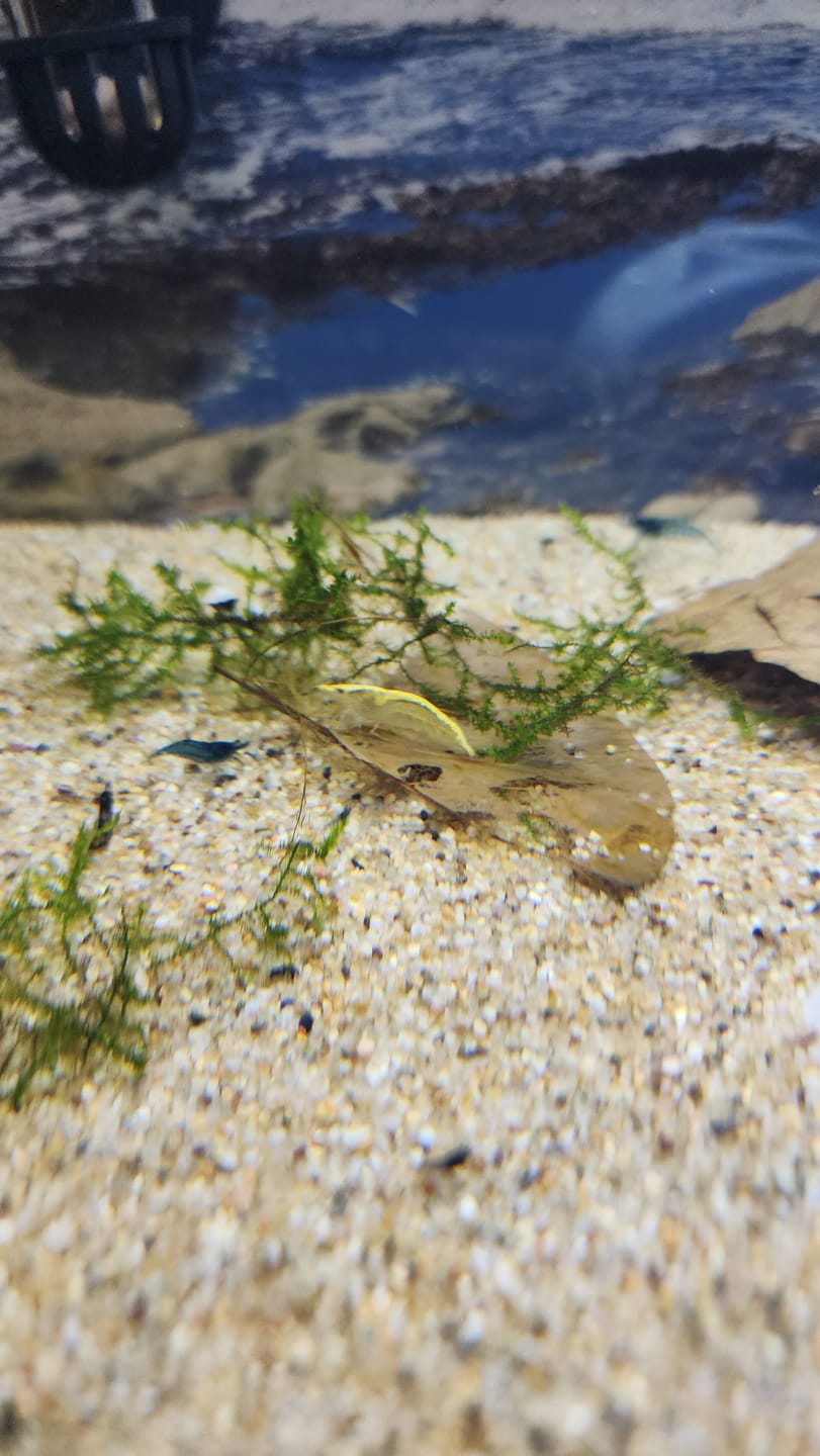 Customer photo review of Neon Yellow Shrimp "NEW"