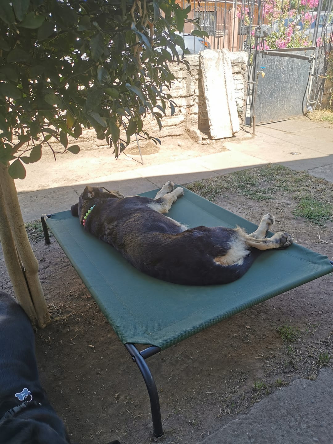Customer photo review of Cama Elevada THE DOGS: Frescura y Ventilación