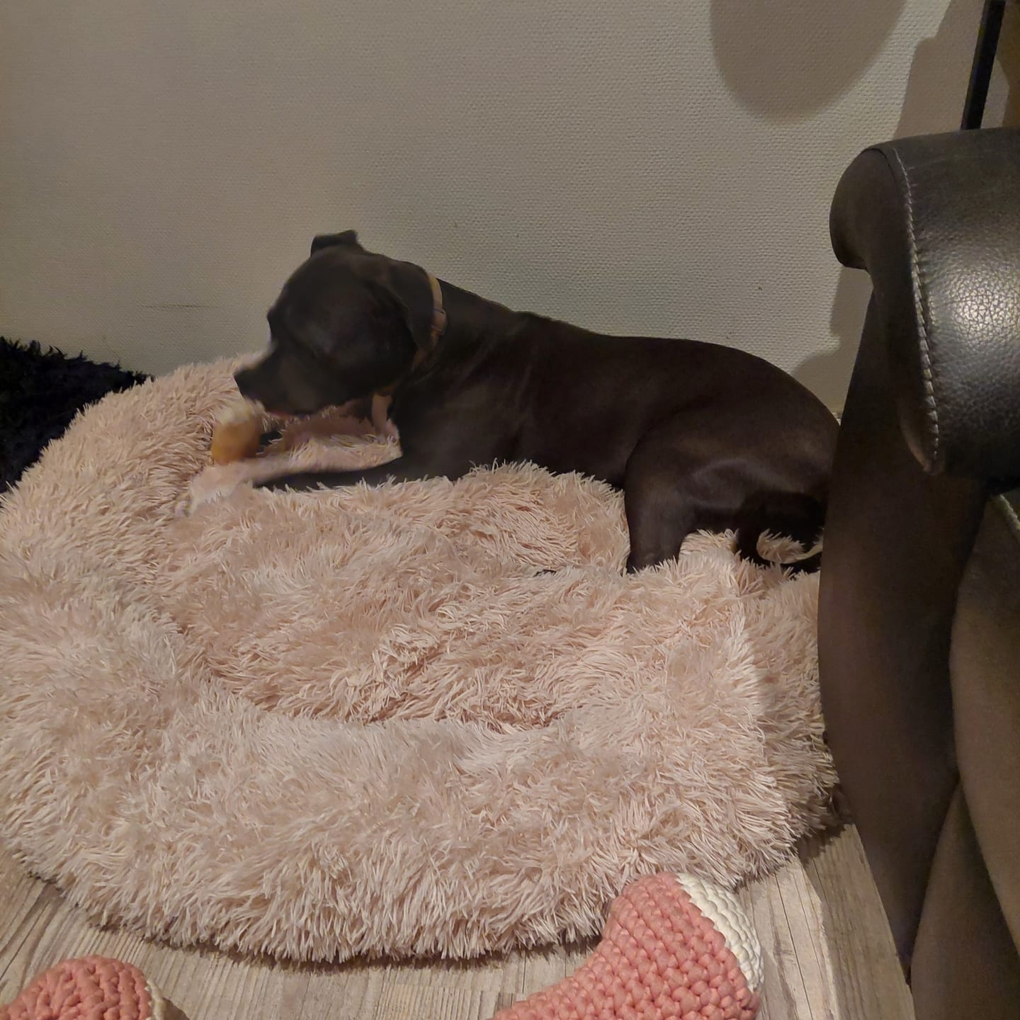 Customer photo review of Pet Perfect Fluffy Donut Hondenmand - Rond - Wasbaar