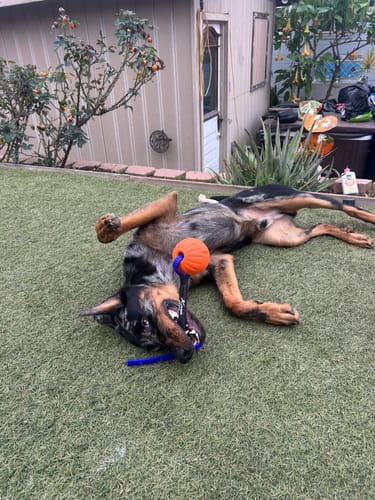 Customer photo review of Grizzly Tug Ball - Custom