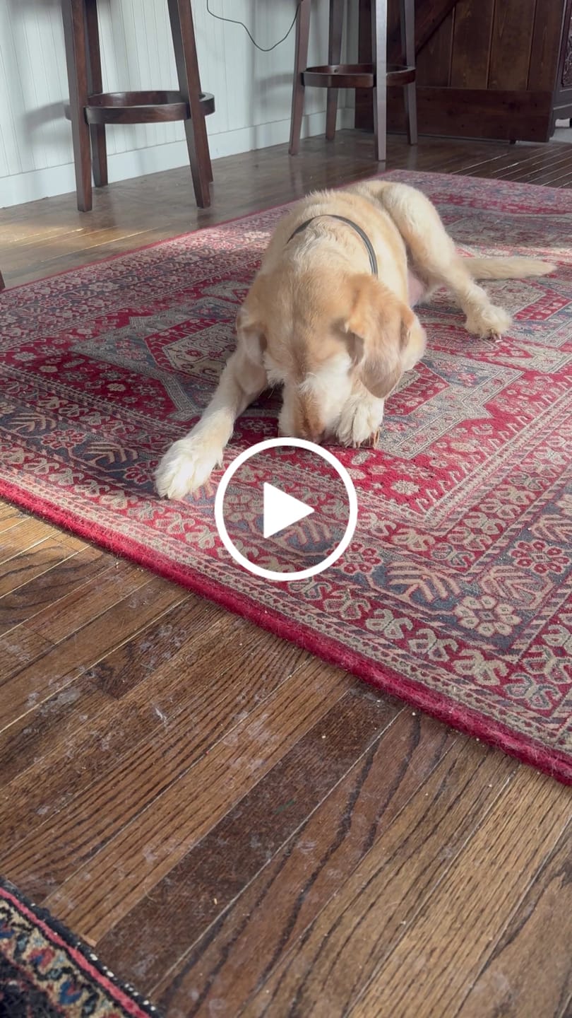 Customer video review of Ostrich Chunky Bones (5" x 2" - 2 Pack): The Long-Lasting, Flavor-Packed Bones for Medium to Large Dogs