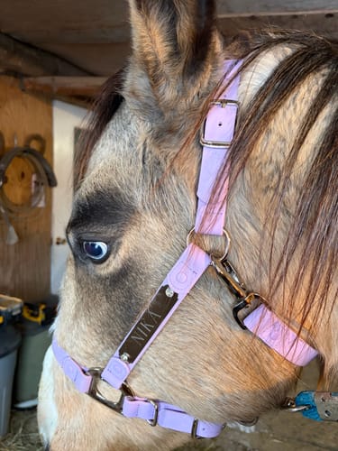 Customer photo review of Personalized Halter - Preorder
