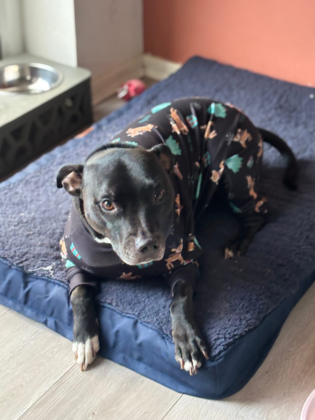 Customer photo review of Dog Christmas Pajama - Reindeers