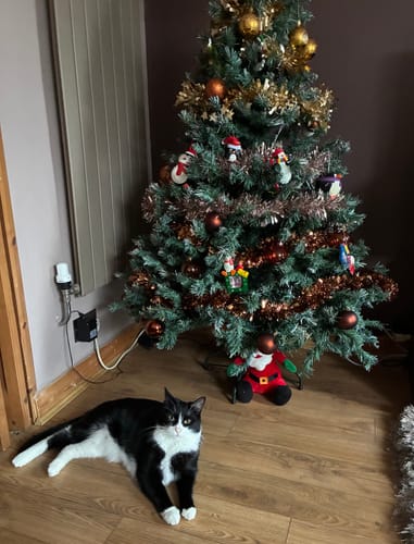 Customer photo review of 3 Month Supply - 2 Cats