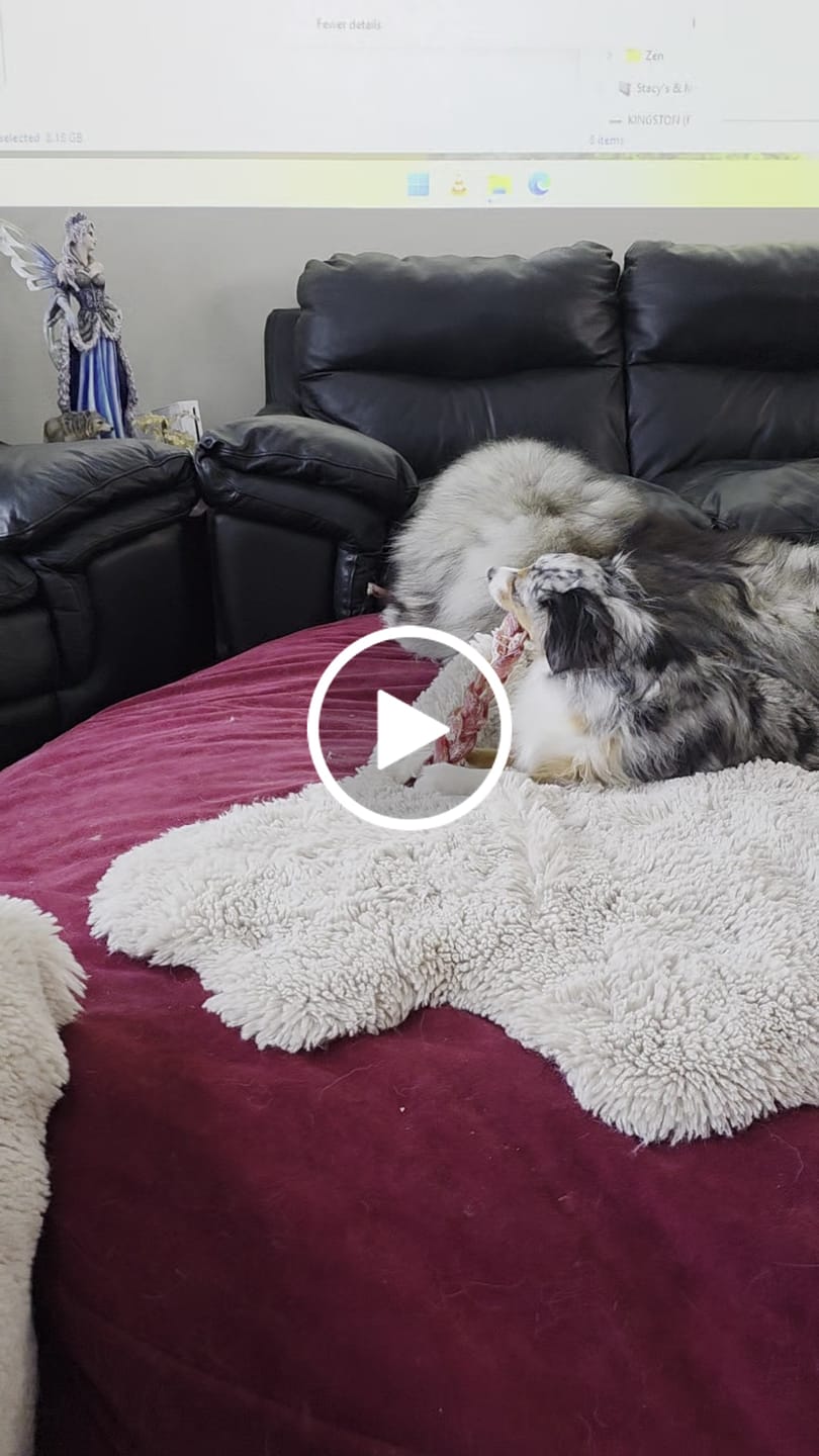 Customer video review of 12 Inch Jumbo Braided Bully Stick