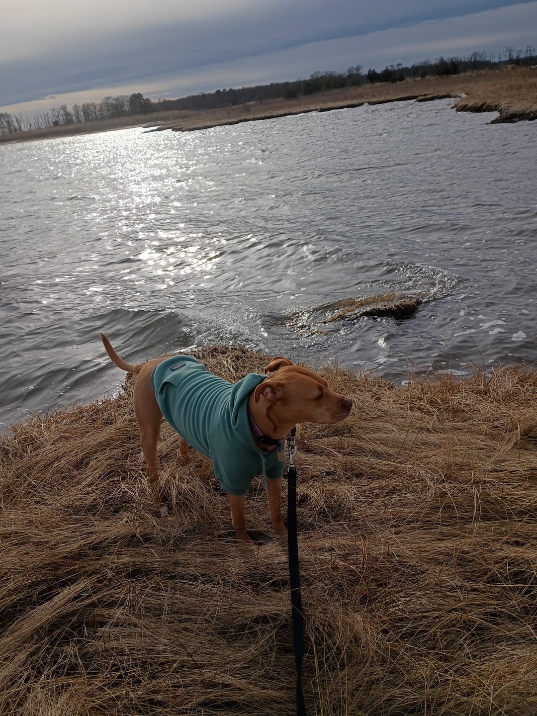 Customer photo review of Essential Dog Hoodie - Teal