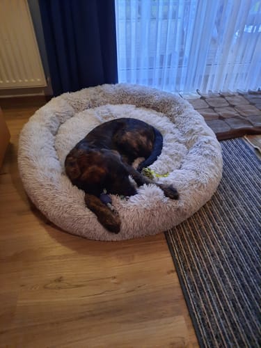 Customer photo review of Belune® Hundebett mit waschbarem Bezug