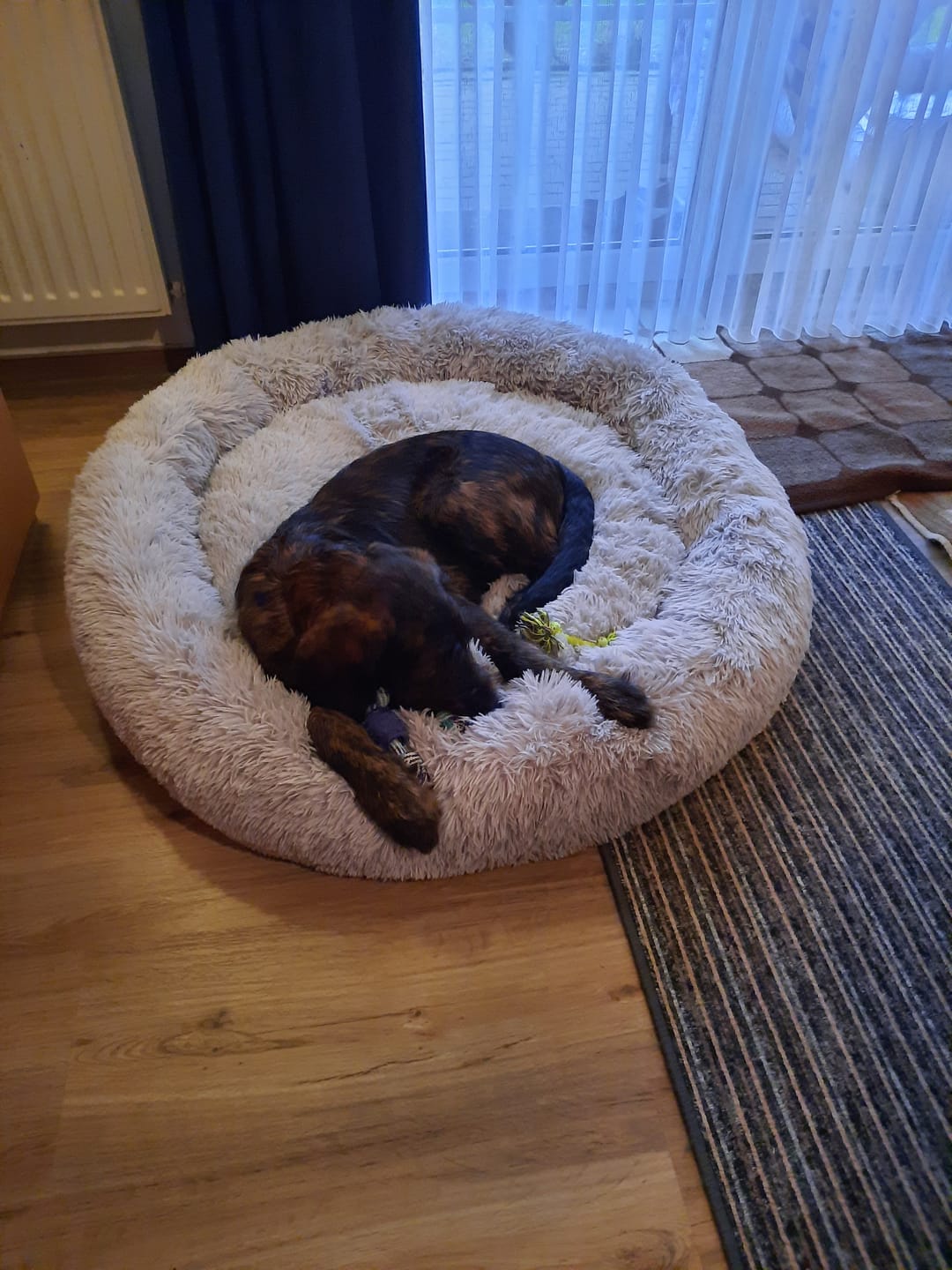 Customer photo review of Belune® Hundebett mit waschbarem Bezug