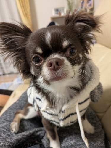 Customer photo review of FunFunPet 高機能ハーネス（お名前タグ作成サービス付き）