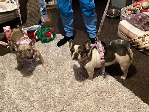 Customer's two French Bulldogs wearing matching unicorn-patterned harnesses and Trail & Glow Dog Leads on a rug.