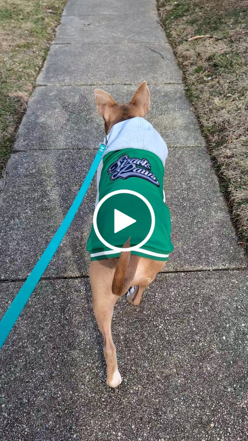 Customer video review of Dog Hoodie Prints
