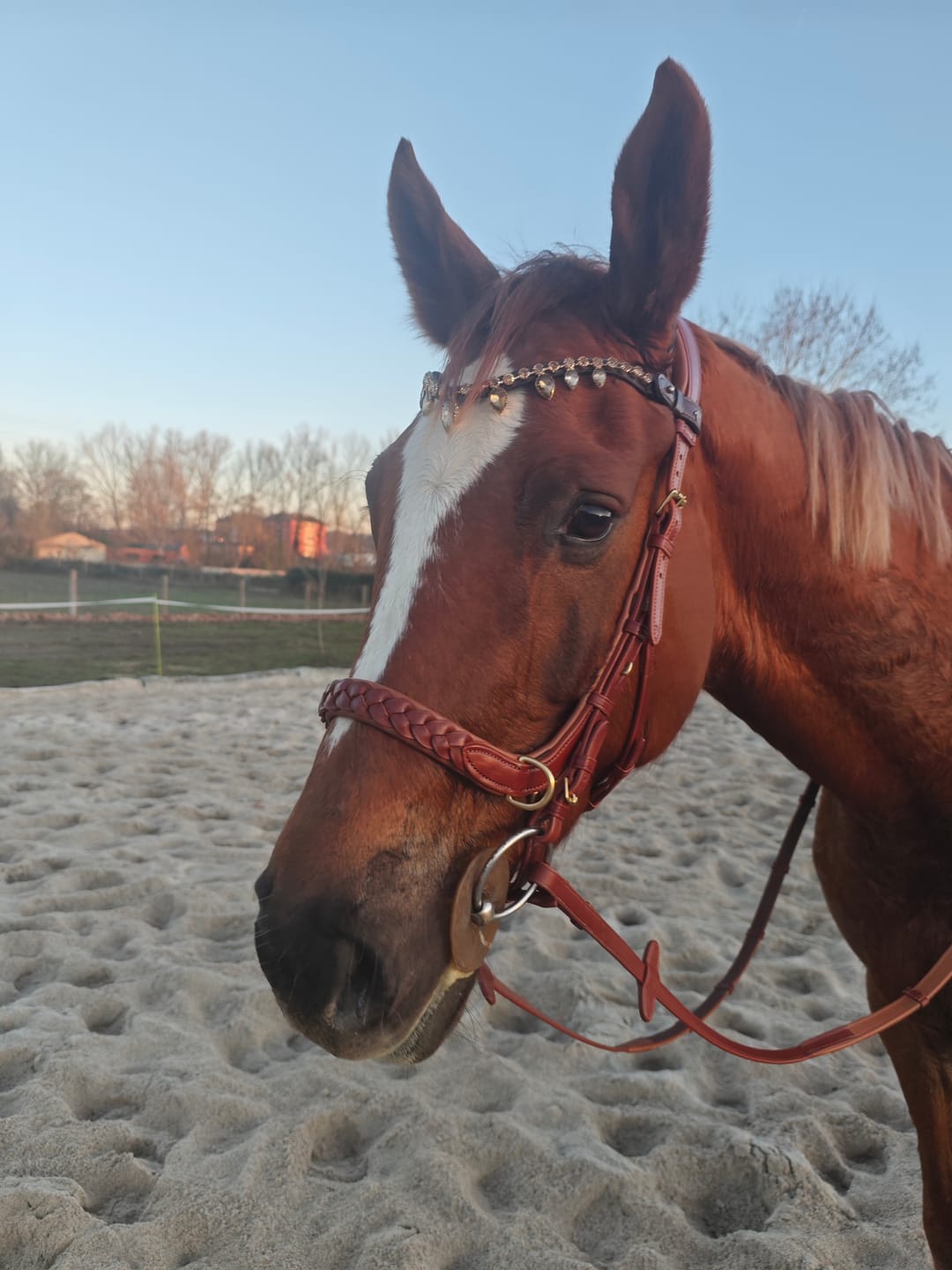 Customer photo review of Odessa bonita Multi Bridle padded - MASEGO bit to bitless system