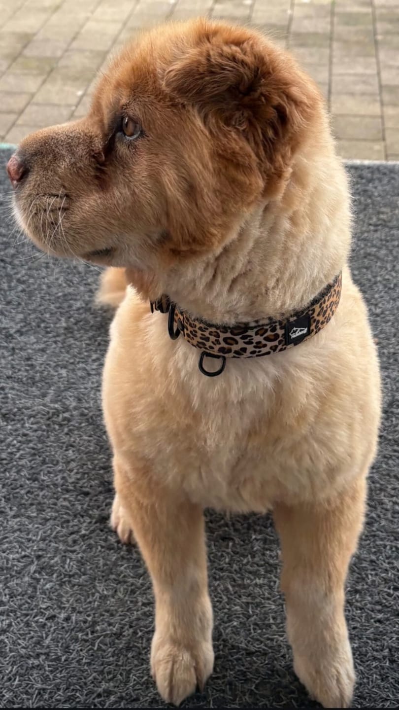 Customer photo review of Hundhalsband med namn