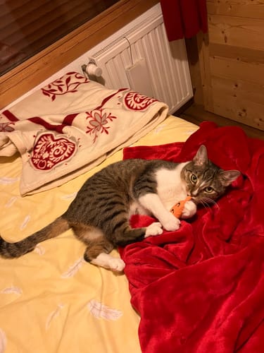 Le chat d'un client jouant avec sa peluche orange Ziggy sur un lit douillet.