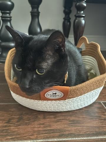 Customer photo review of Instinct Basket | Handwoven & Chemical-Free Cat Territory