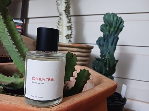 Reviewer's Joshua Tree perfume bottle sitting in a terracotta pot next to several green cacti.