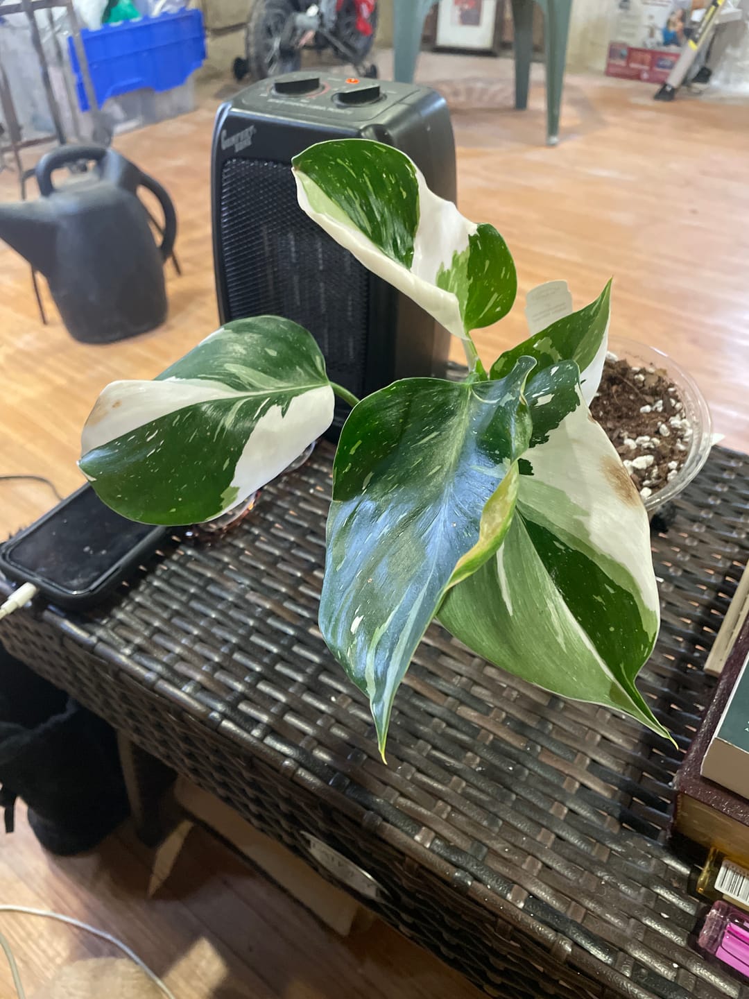 Customer photo review of Philodendron 'Jose Buono'