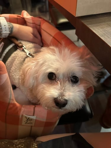 Customer photo review of Borsa Cotone Panama Scozzese Trama Rosa Pesca