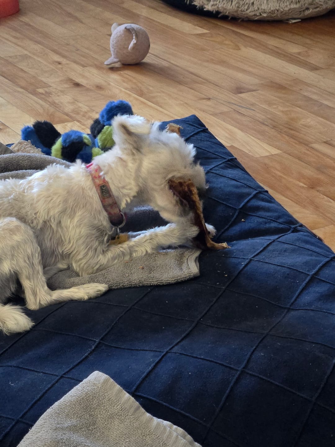 Customer photo review of 12 Inch Beef Trachea