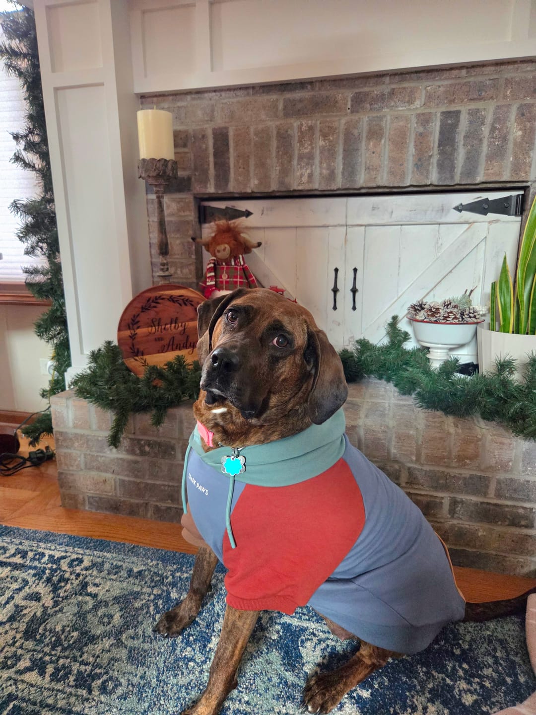 Customer photo review of Alpine Dog Hoodie