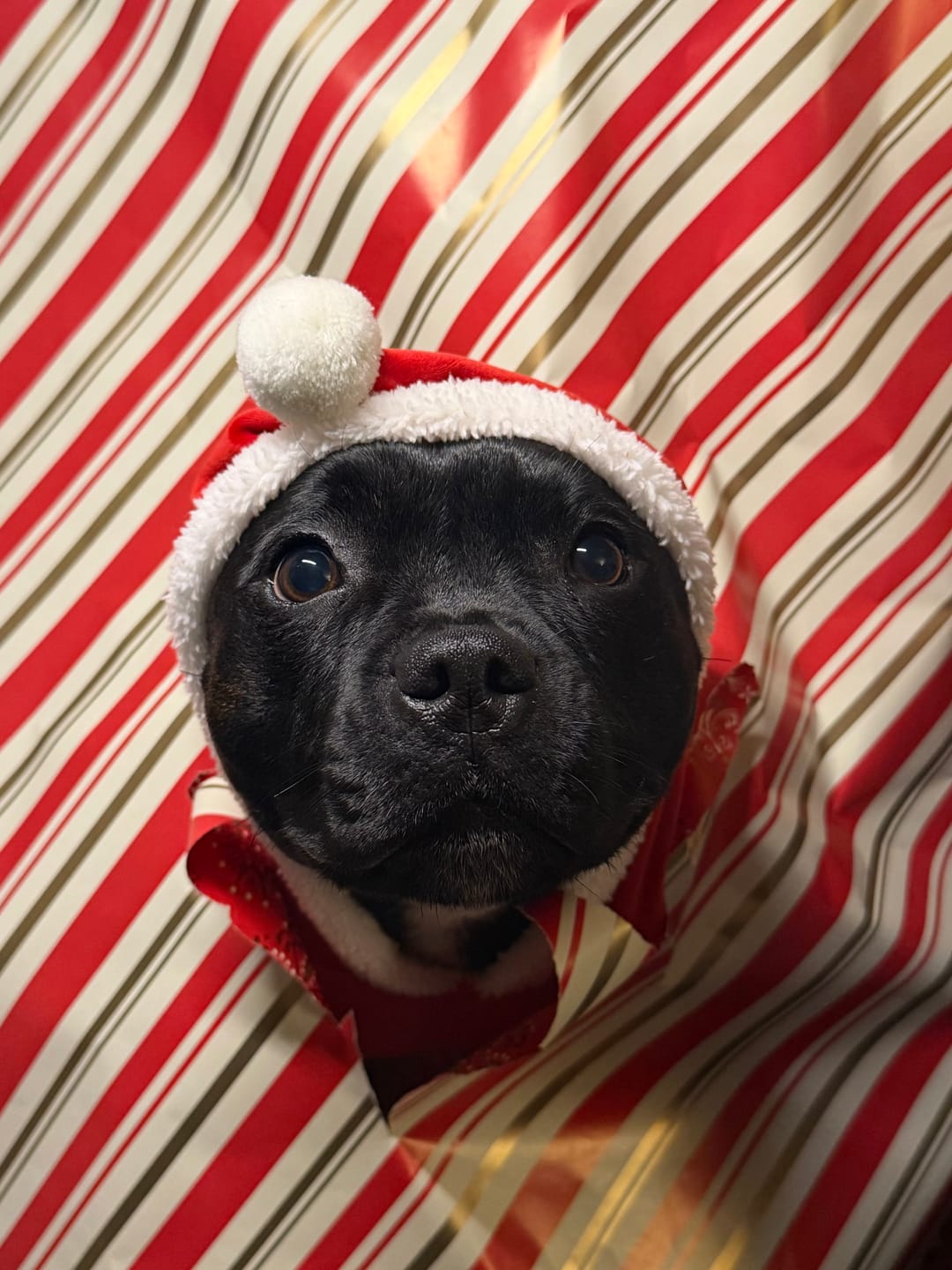 Customer photo review of Staffordshire Bull Terrier 1935® Santa Suit