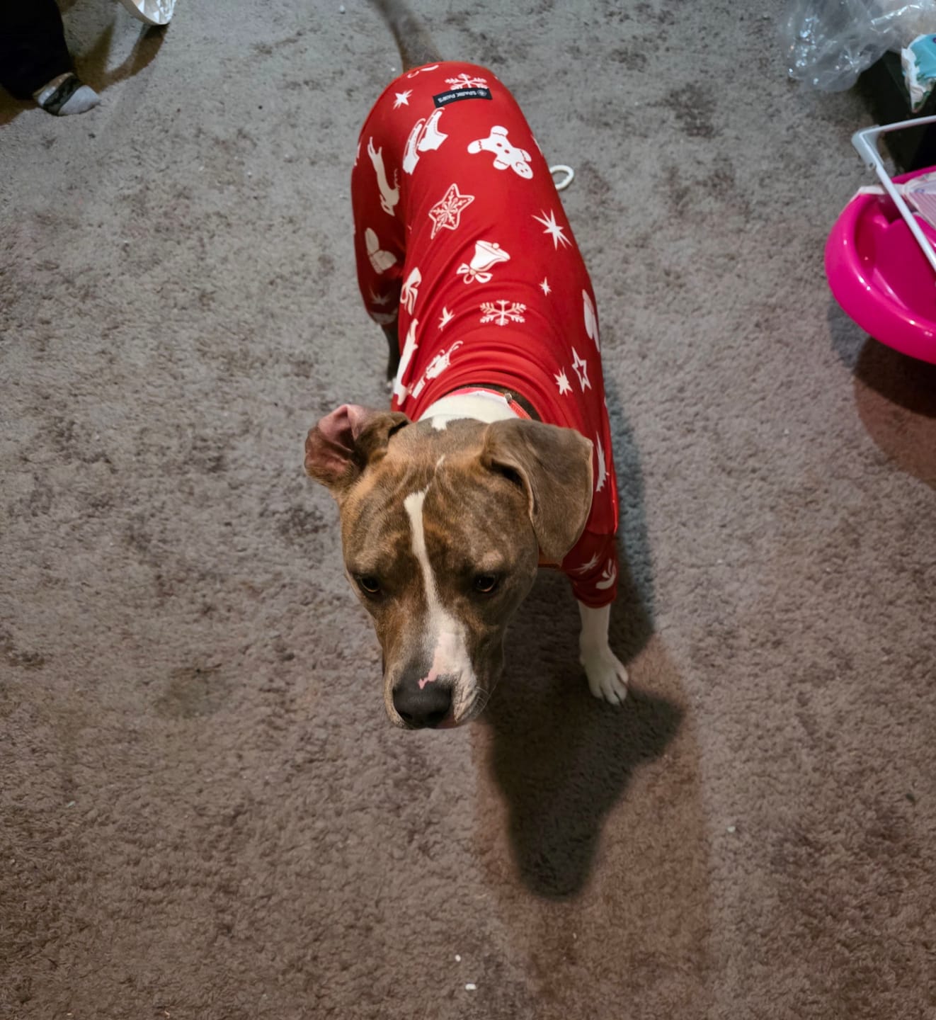 Customer photo review of Dog Christmas Pajama - Red Cheer