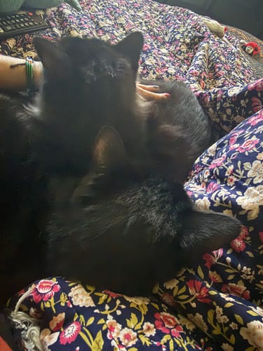 Customer photo review of 3x Blisso Advanced Cat Probiotic