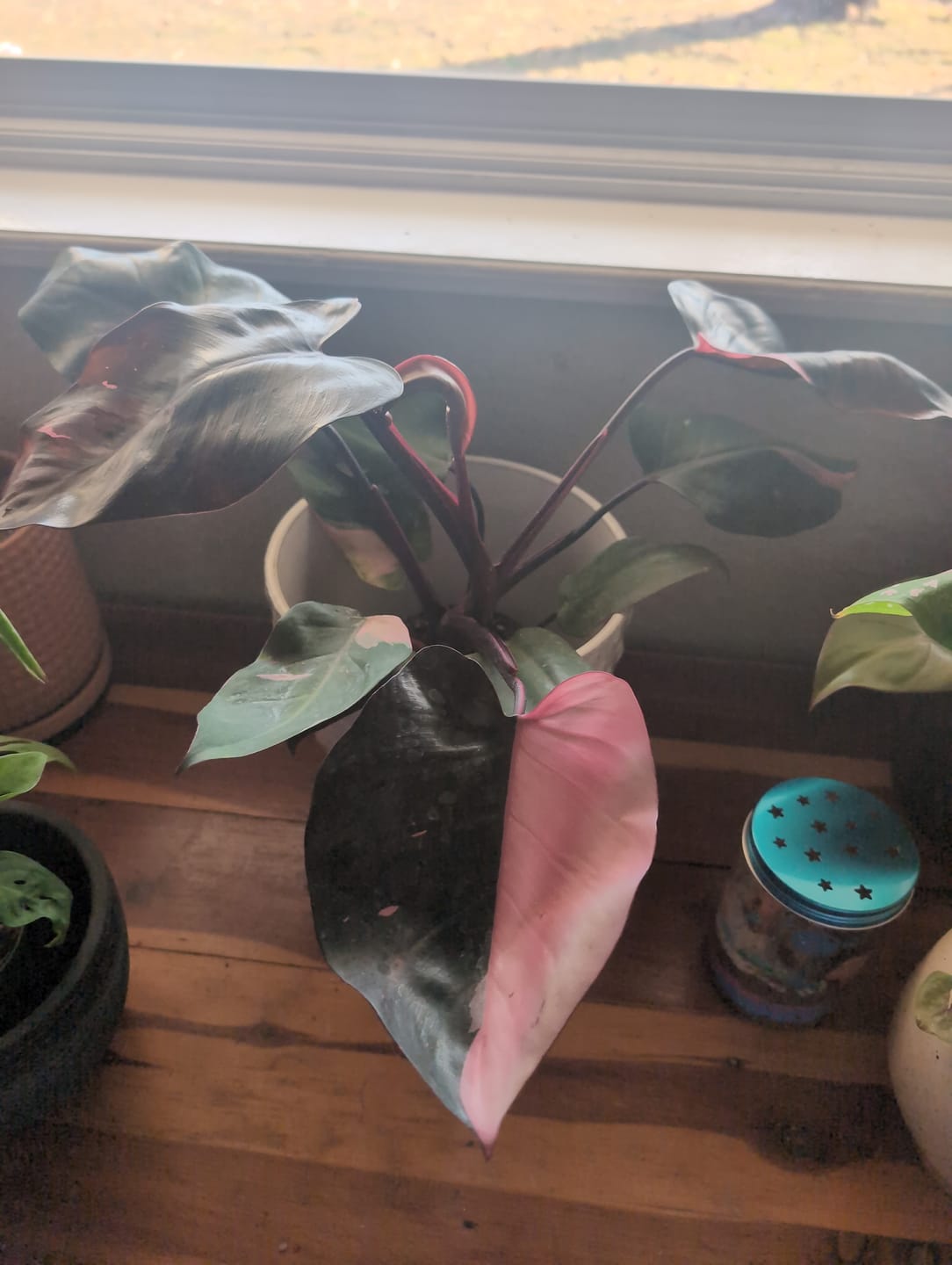 Customer photo review of Philodendron Pink Princess - 4"