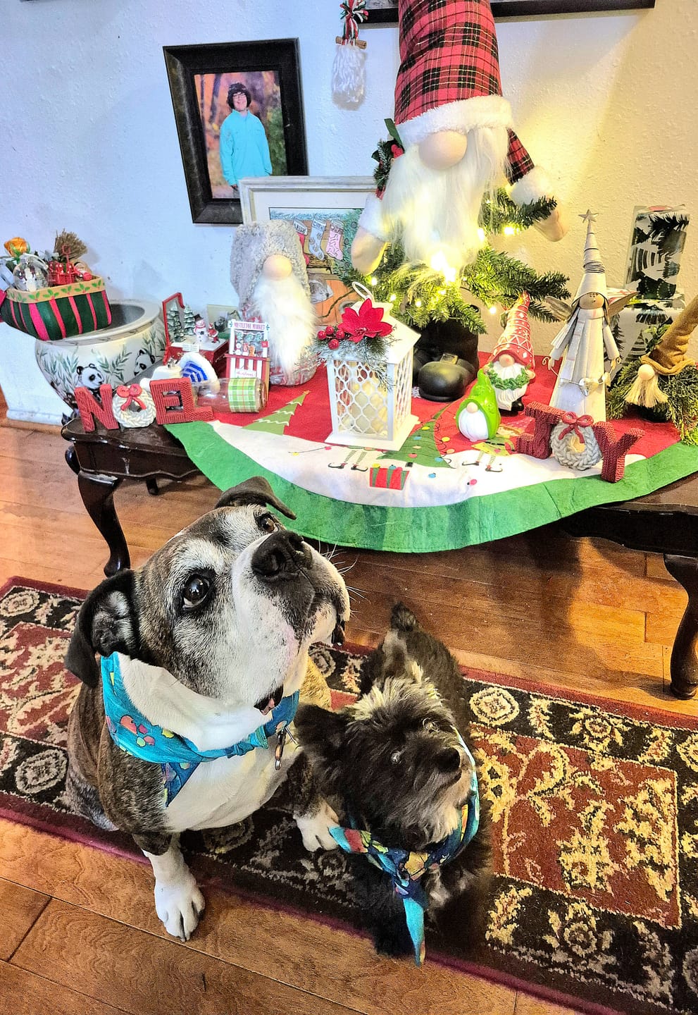 Customer photo review of Batik Paws Tie Dye Bandana