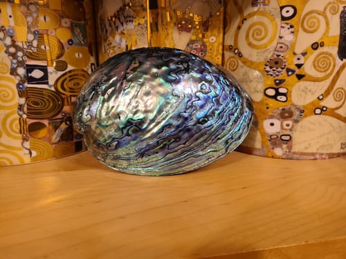 Customer photo review of 14cm Large Polished Paua Shell in Descriptive Box