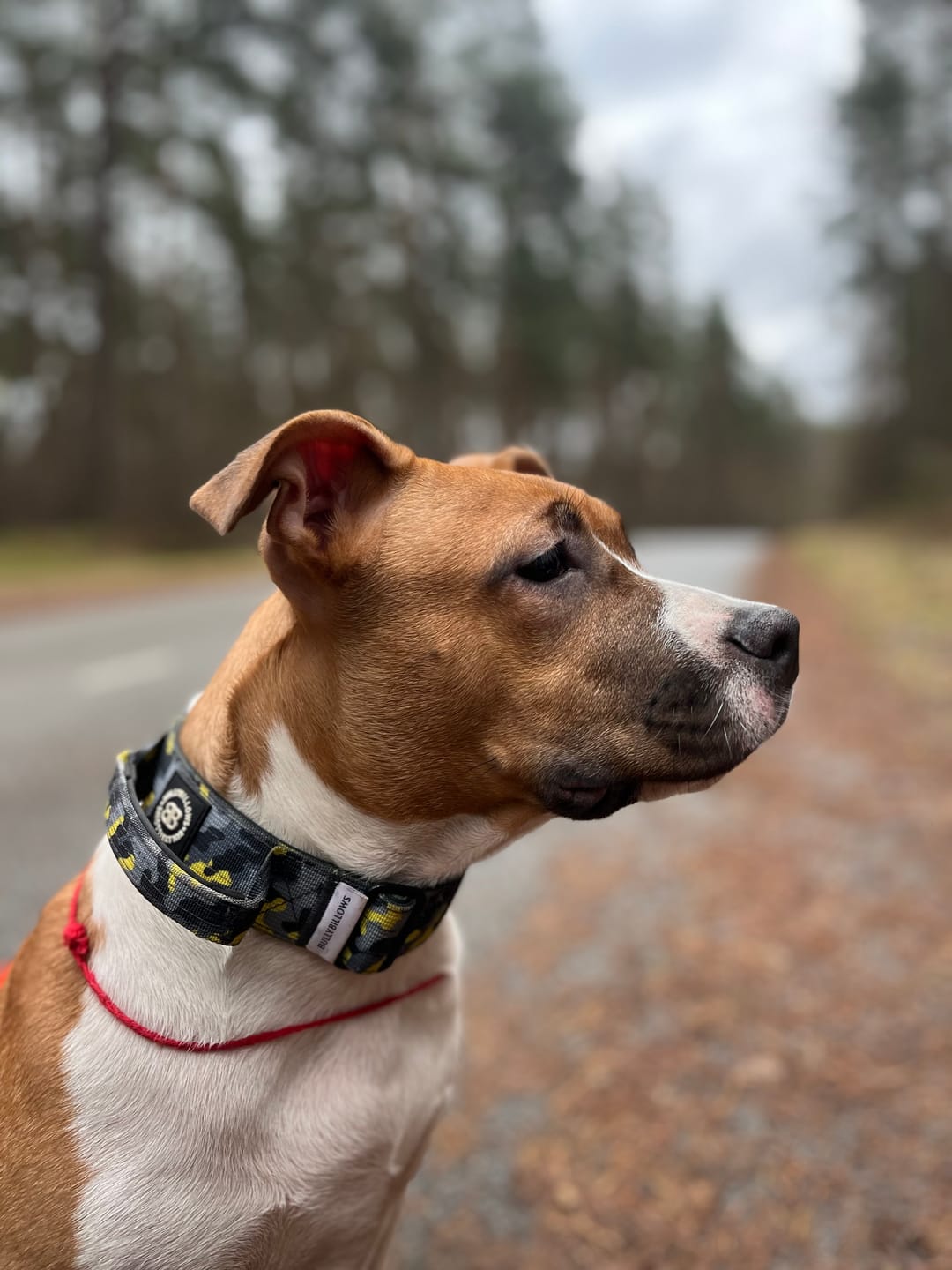 Customer photo review of 4cm Combat® Collar | With Handle & Rated Clip - Lightning