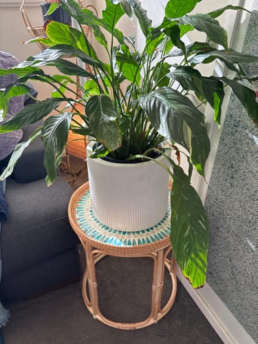 Customer photo review of Serene Rattan Table Set