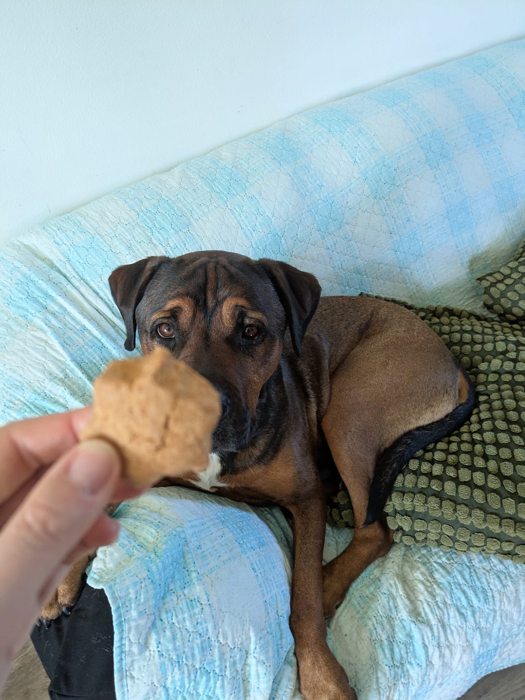 Customer photo review of Can Di Stelle | Biscotto Per Cani