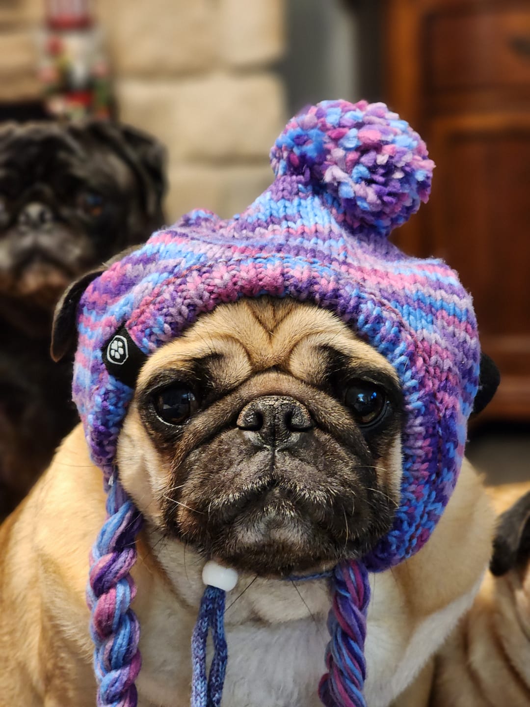 Customer photo review of Knit Pom Pom Dog Beanie Hats