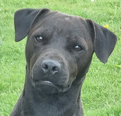 Customer photo review of Dein Haustier als Porträt - Individuelle Leinwand