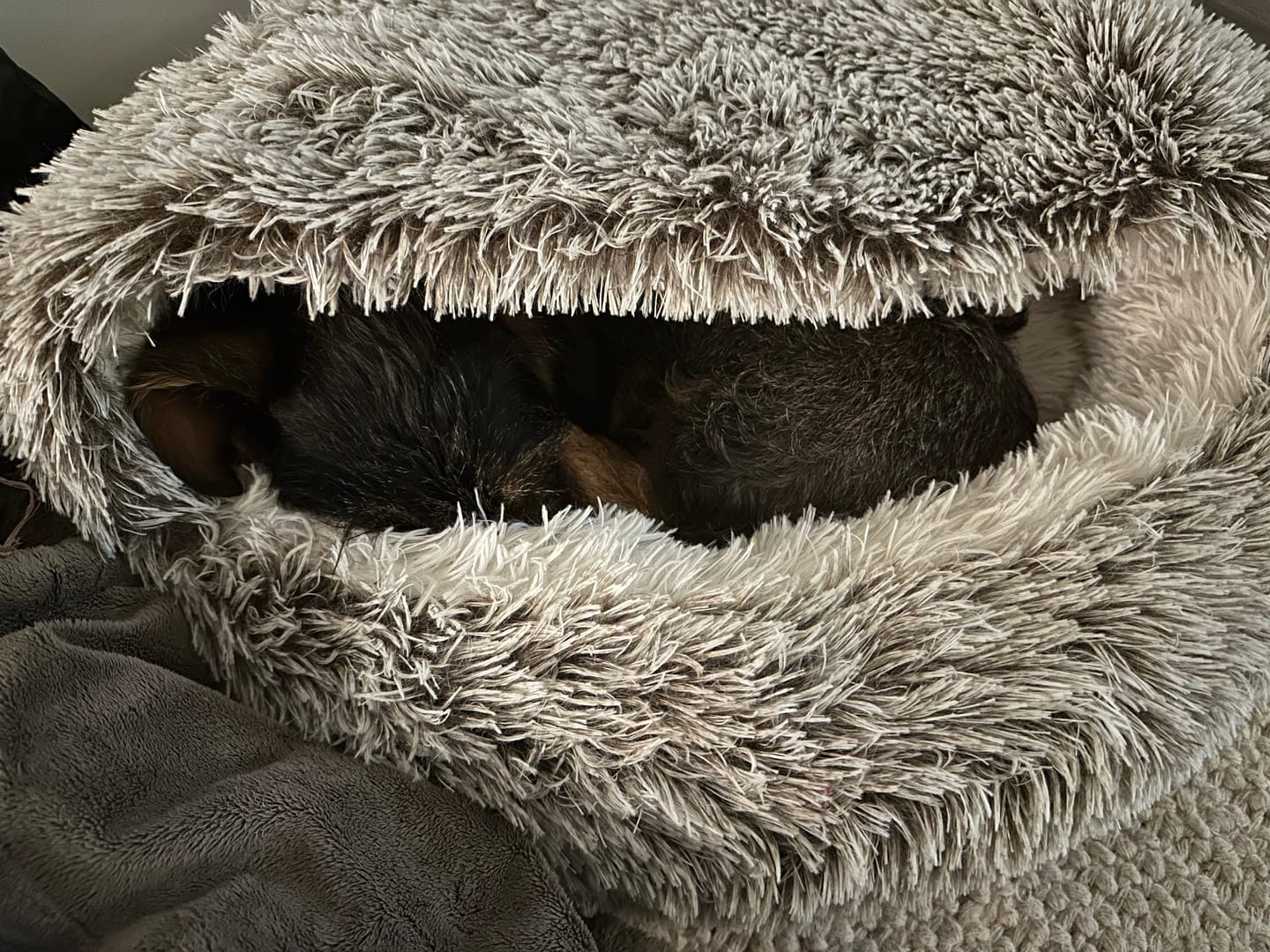 Customer photo review of CozyCave™ luolapeti koiralle