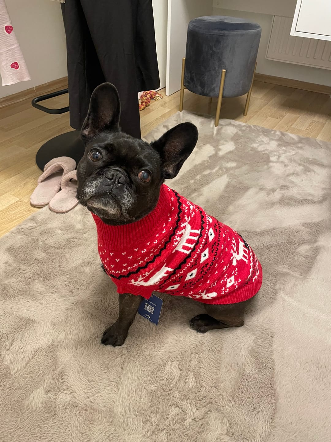 Customer photo review of Knit Christmas Dog Sweater - Dasher Red
