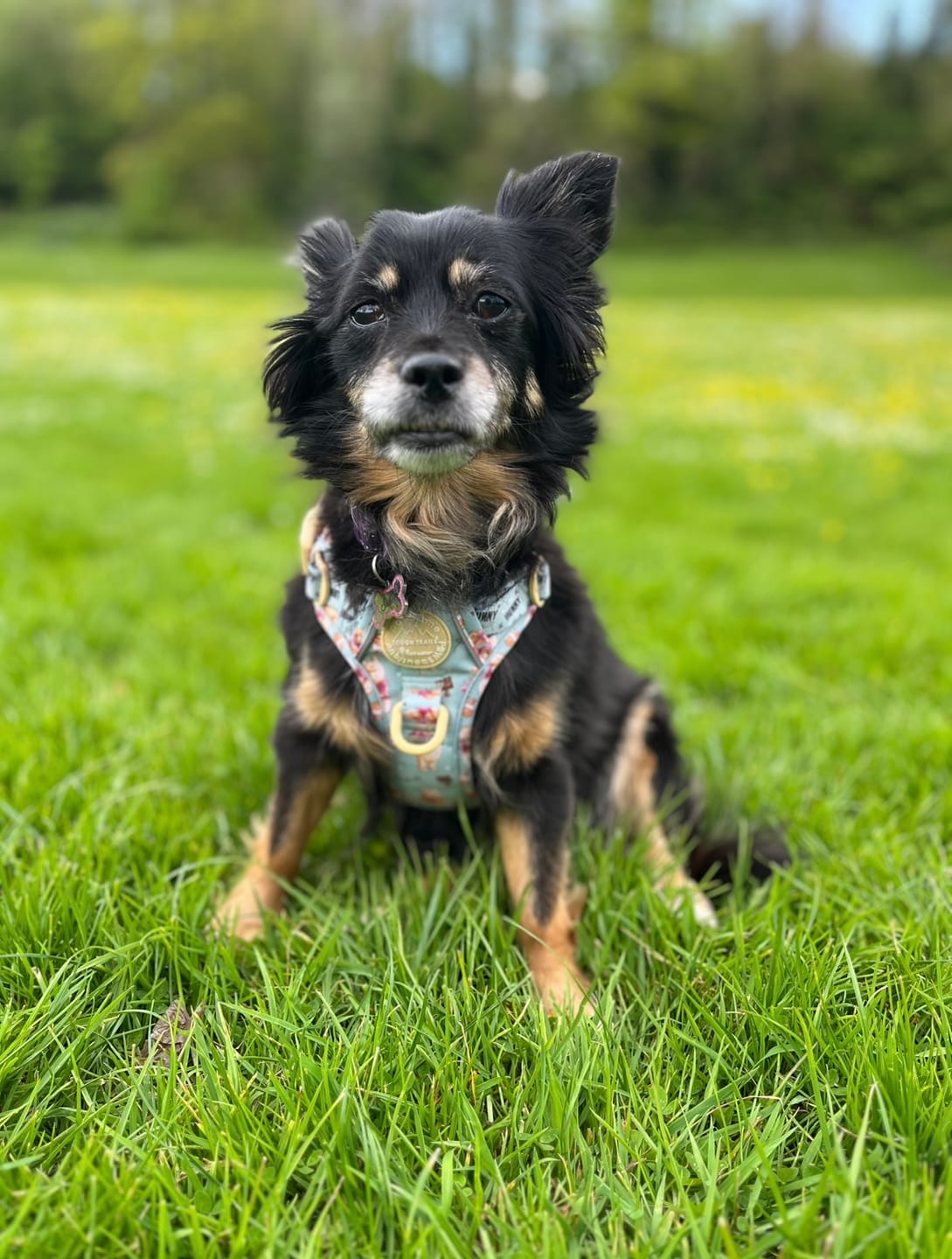 Customer photo review of Disney© Tough Trails™ Harness - Winnie The Pooh