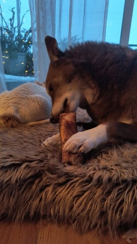 Customer's dog lies on a fuzzy rug, chewing a Smoked Beef Marrow Bone held between its paws.