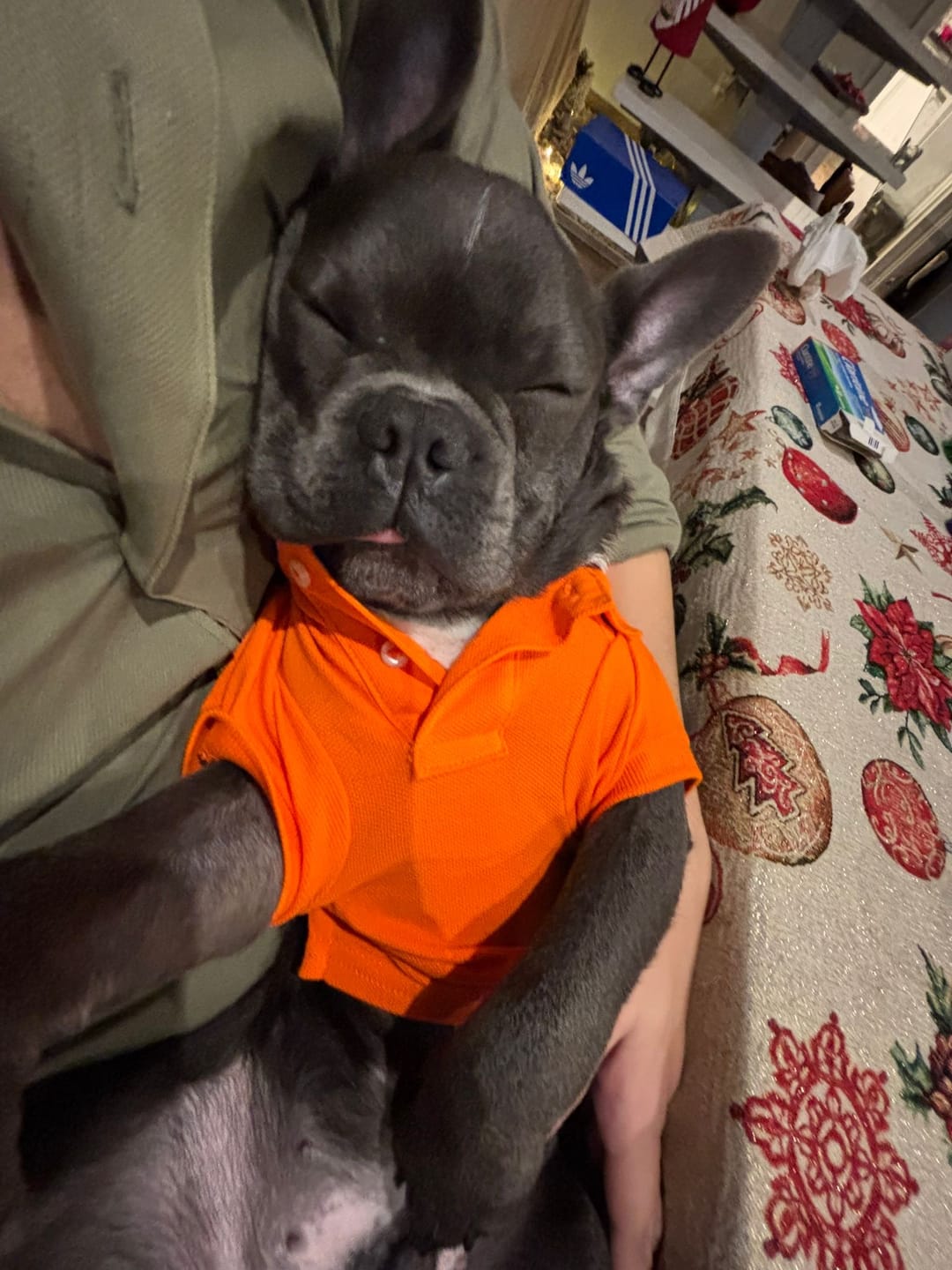 Customer photo review of Polo Ralph Lauren Cotton-Mesh Dog Polo Shirt (Fashion)